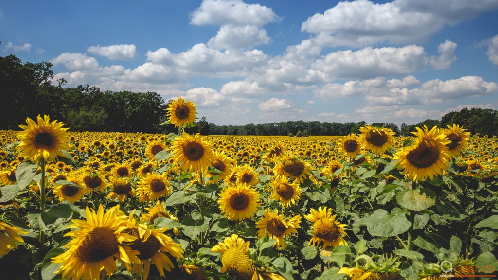 Sonnenblumen