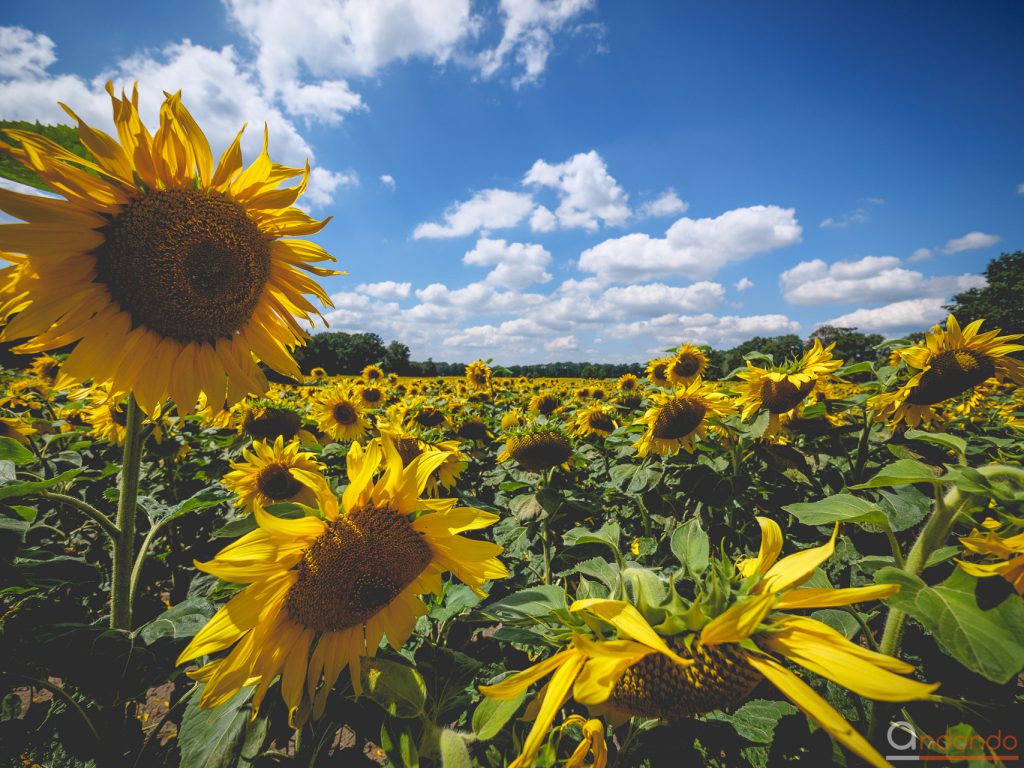 Sonnenblumen