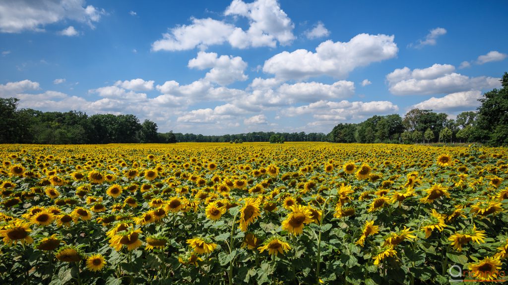 Sonnenblumen