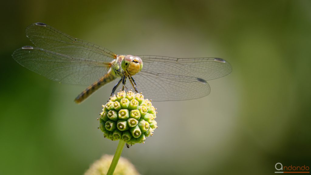 Heidelibelle auf Blumenhartriegel