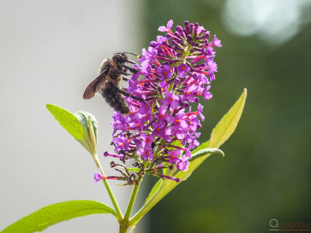 Blaue Holzbiene auf Schmetterlingsflieder