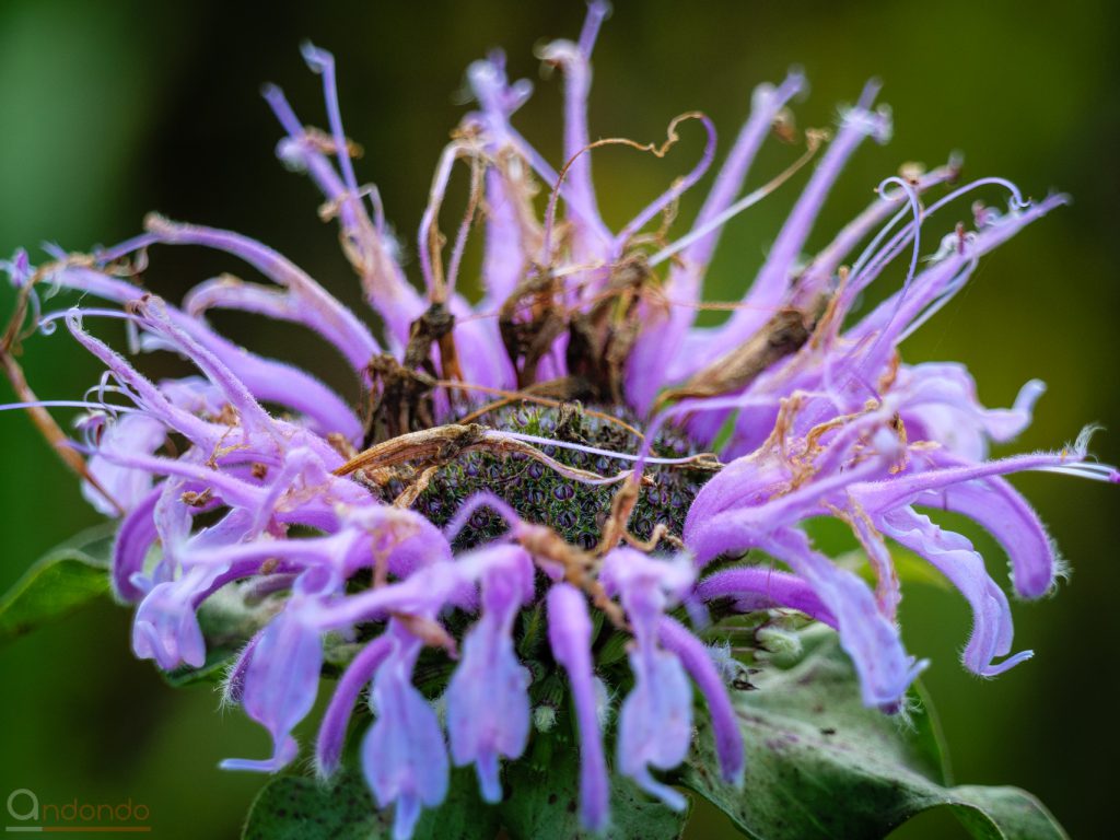 Indianernessel (Monarda)