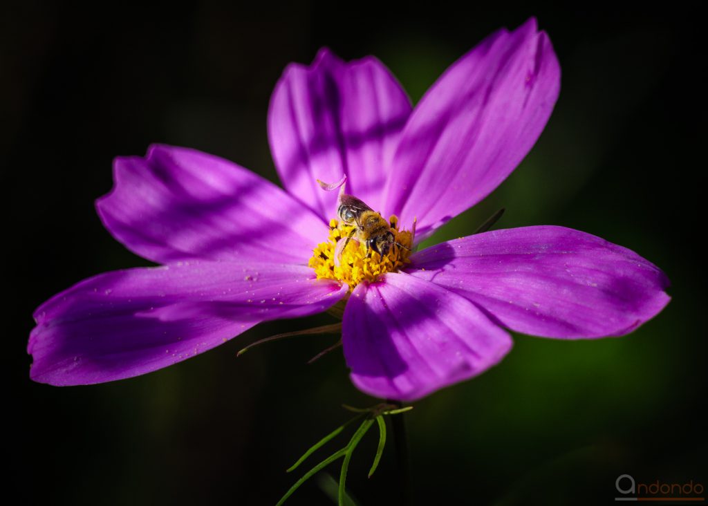 Biene auf Cosmea