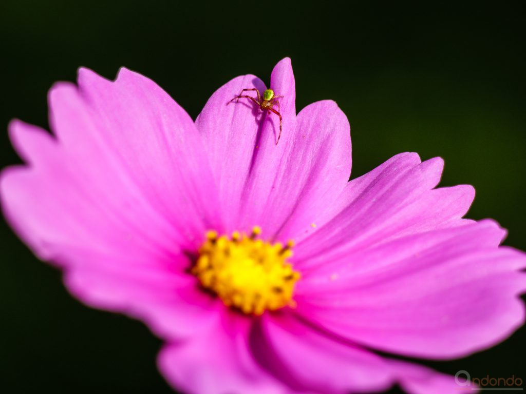 Kürbisspinne auf Cosmea