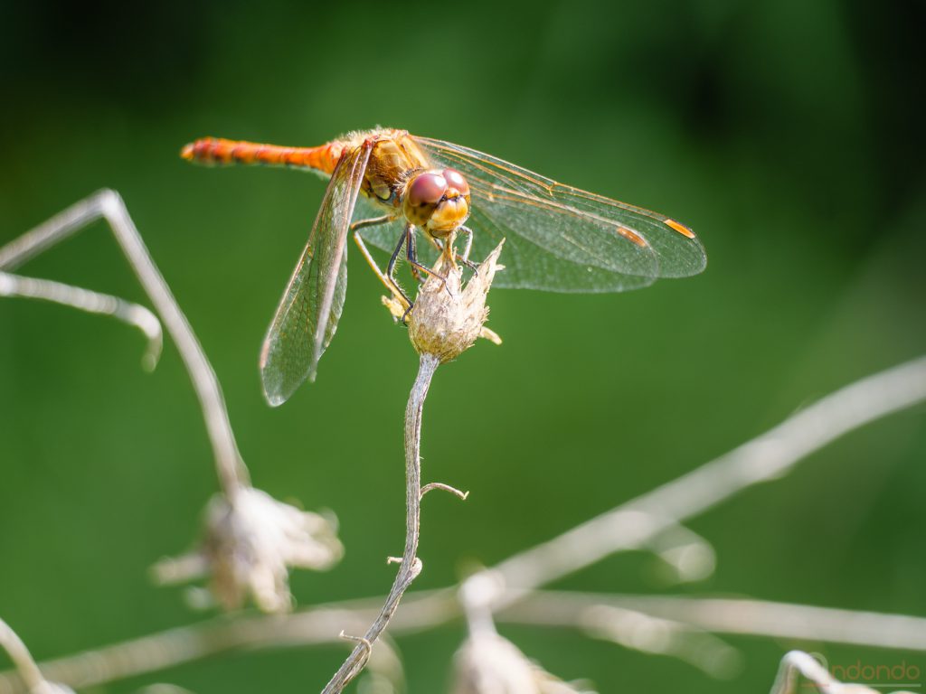 Heidelibelle