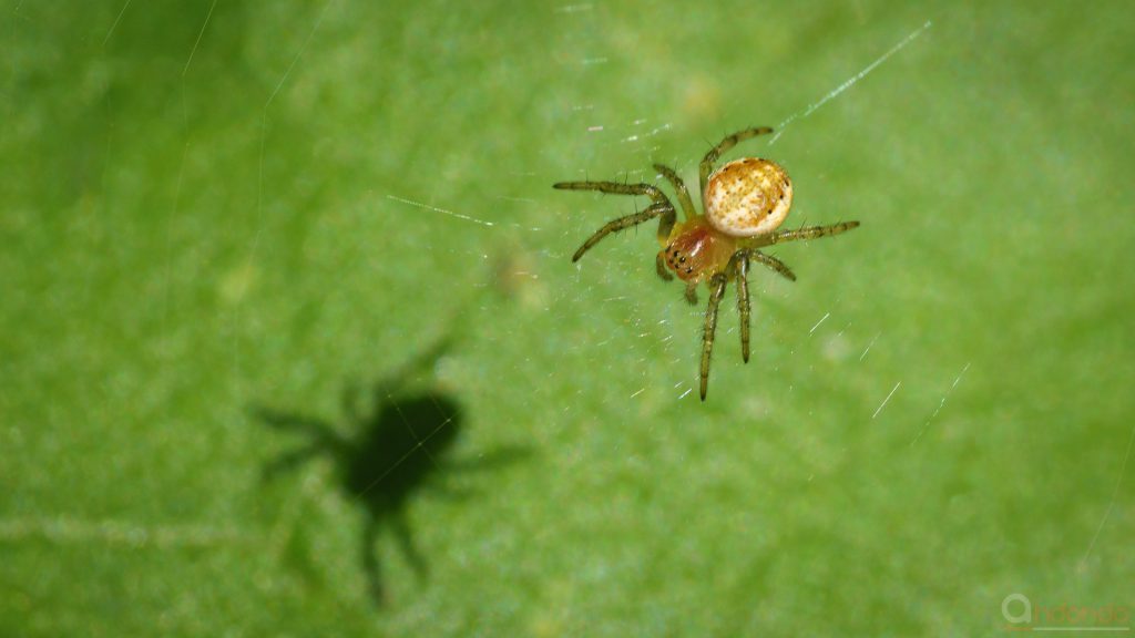 Spinne und Schattenwurf