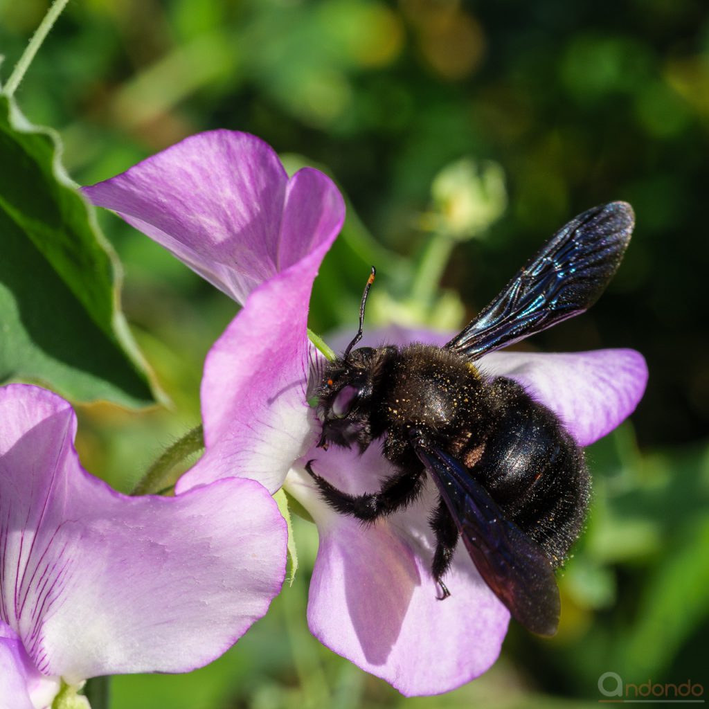 Blaue Holzbiene