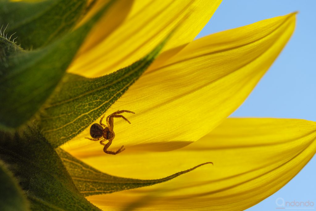 Spinne im Gegenlicht