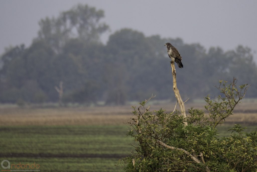 Mäusebussard