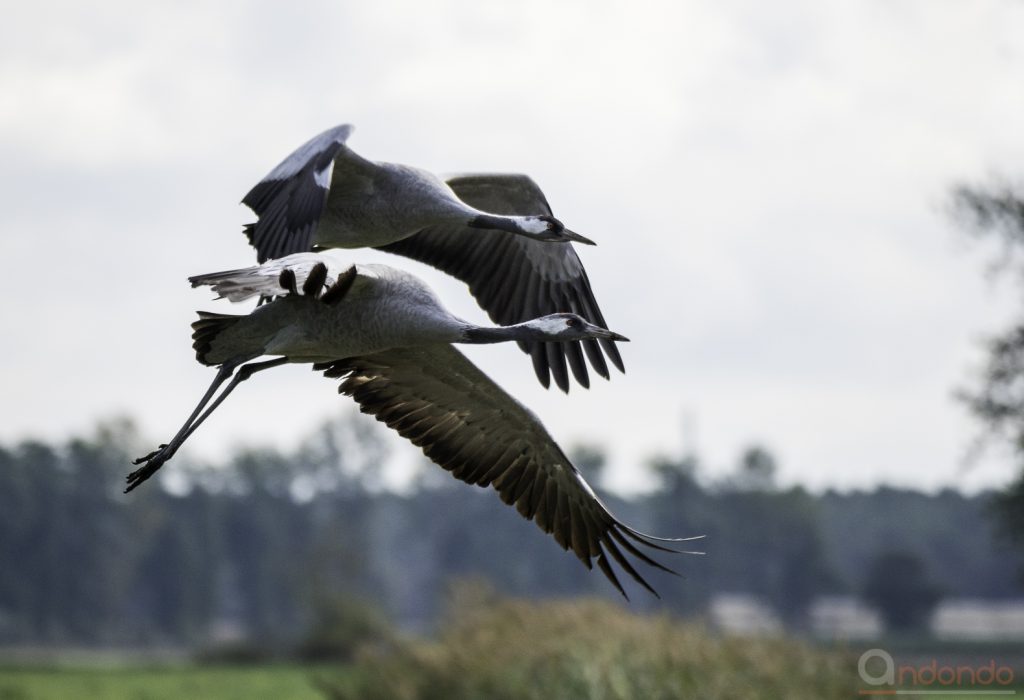 Kraniche im Flug