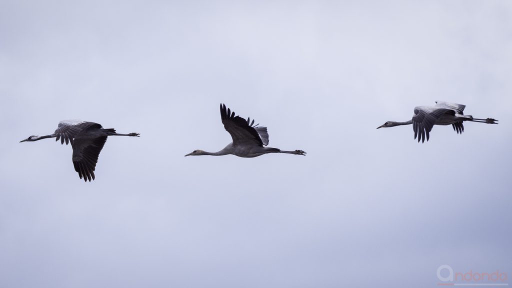 Kraniche im Flug