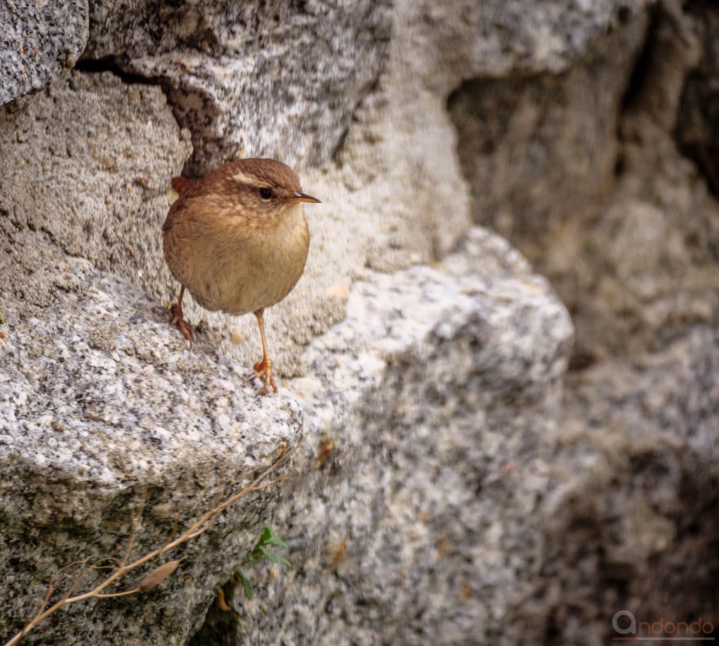 Zaunkönig an der Mauer