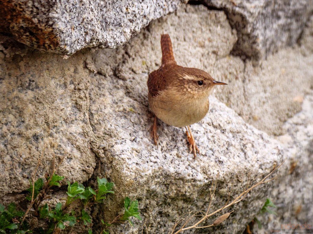 Zaunkönig an der Mauer