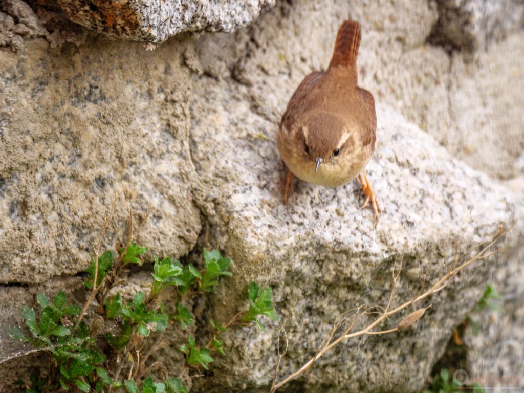 Zaunkönig an der Mauer