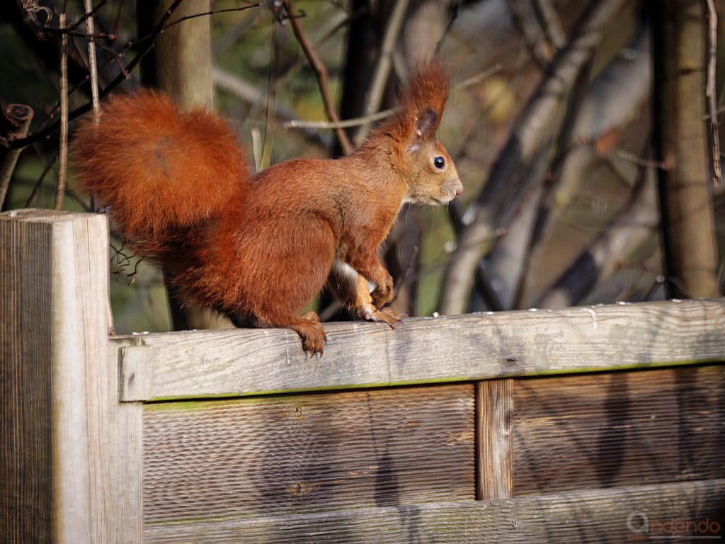 Eichhörnchen am Gartenzaun