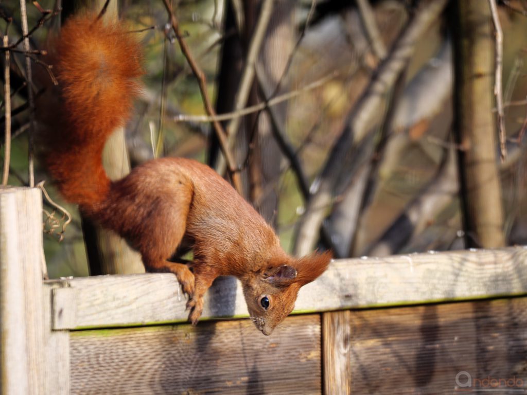 Eichhörnchen am Gartenzaun