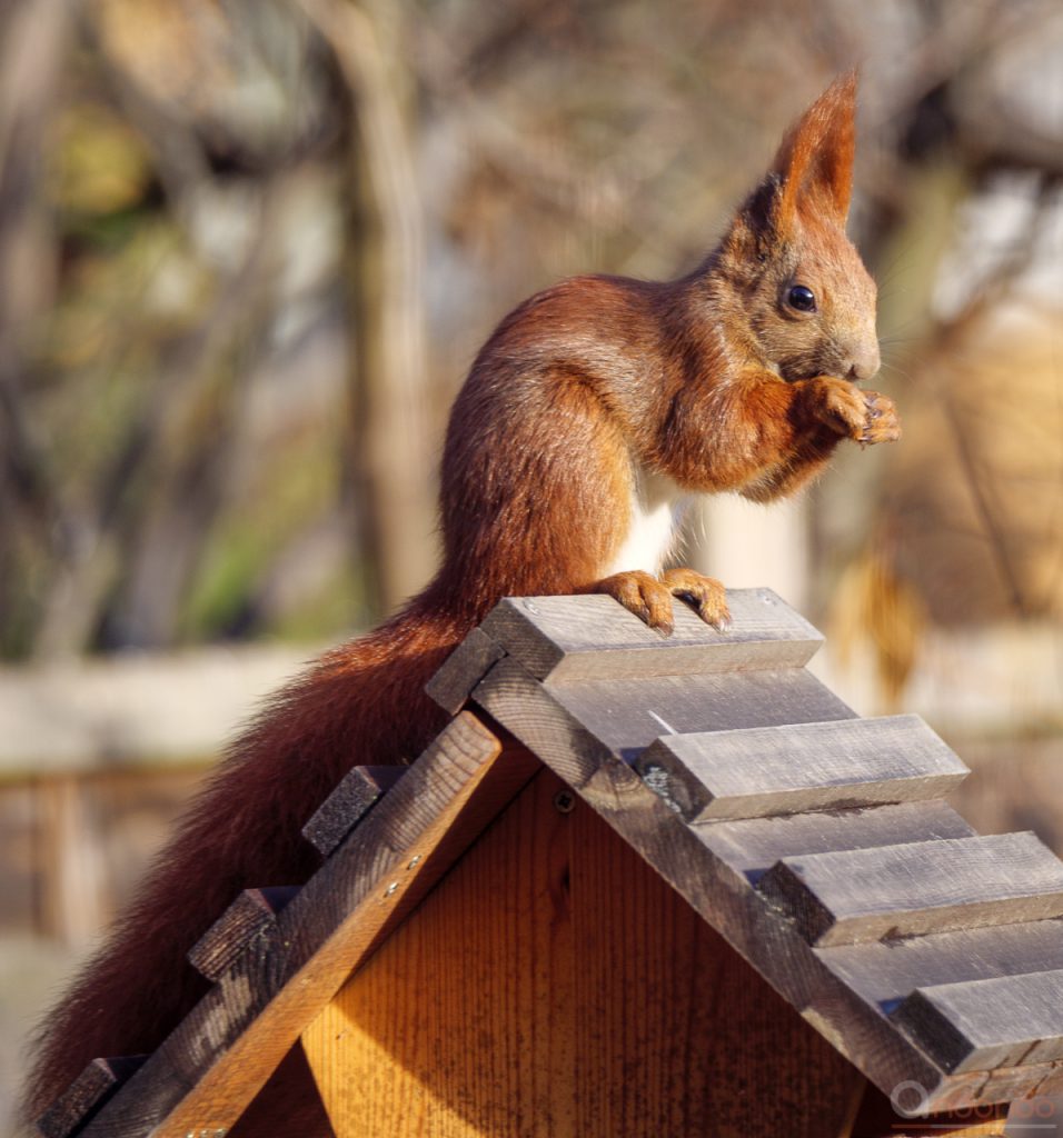 Eichhörnchen am Futterhaus