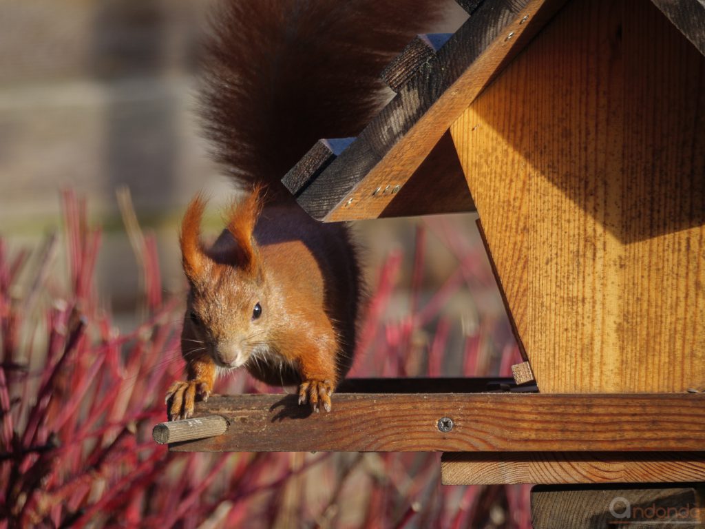 Eichhörnchen am Futterhaus