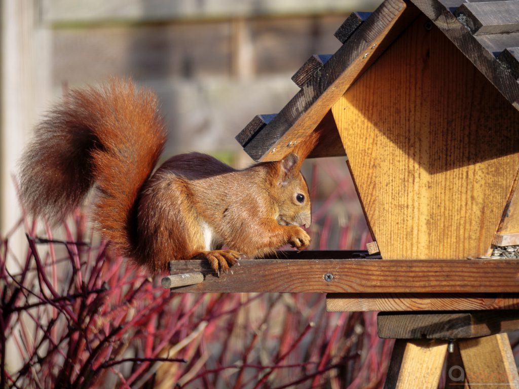 Eichhörnchen am Futterhaus