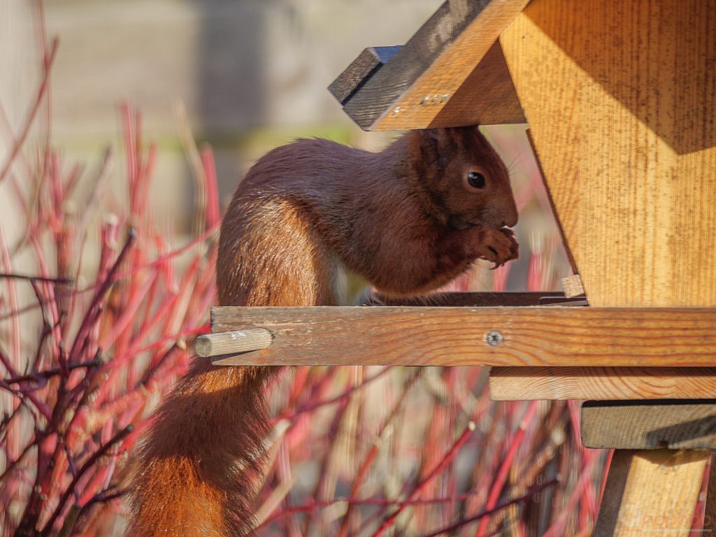 Eichhörnchen am Futterhaus