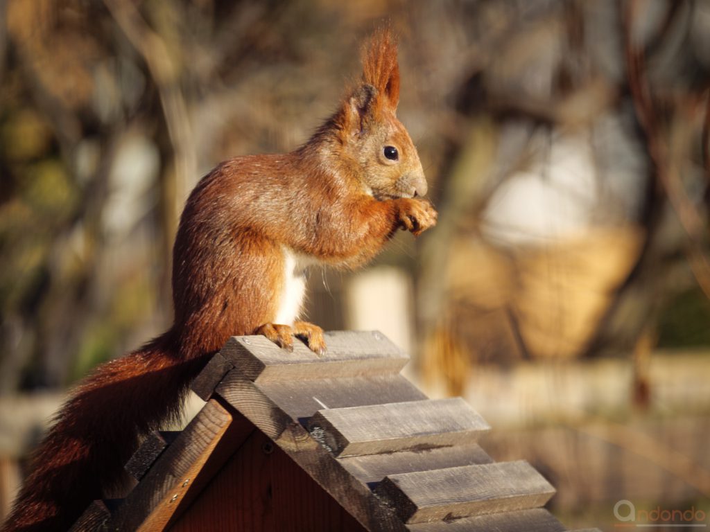 Eichhörnchen am Futterhaus