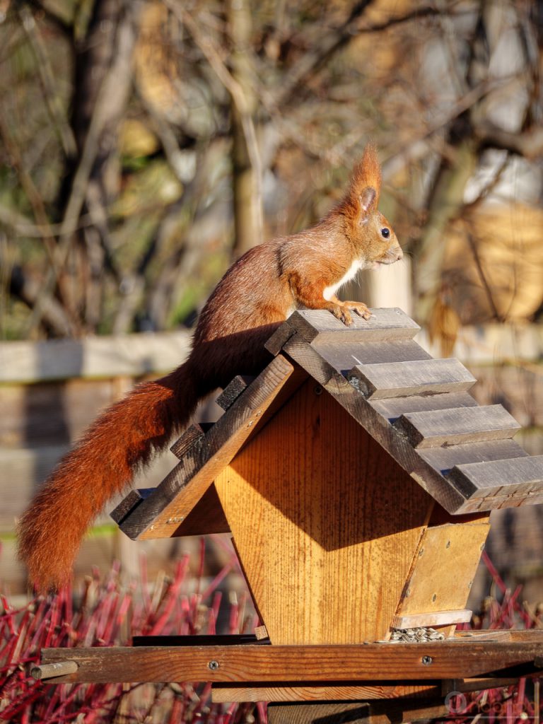 Eichhörnchen am Futterhaus