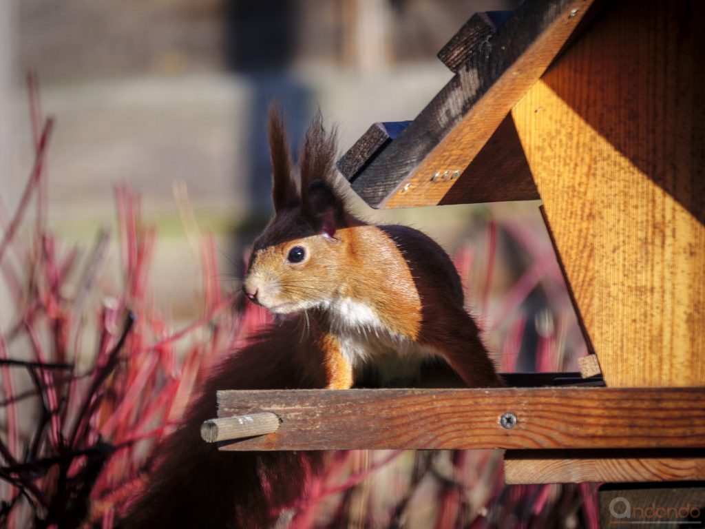 Eichhörnchen am Futterhaus