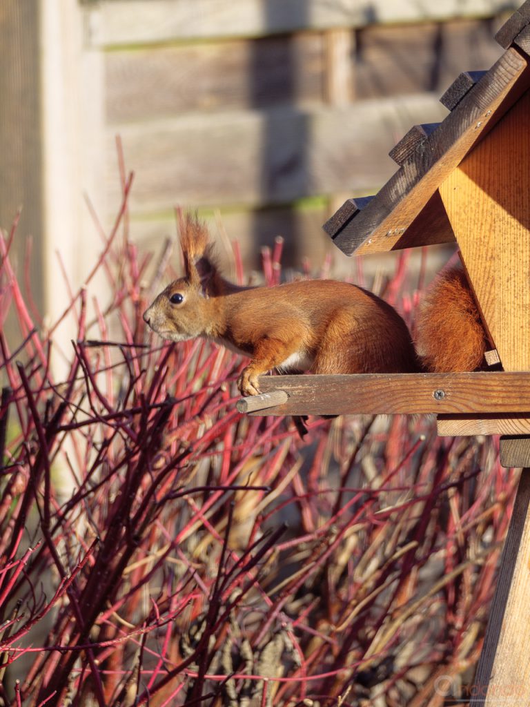 Eichhörnchen am Futterhaus