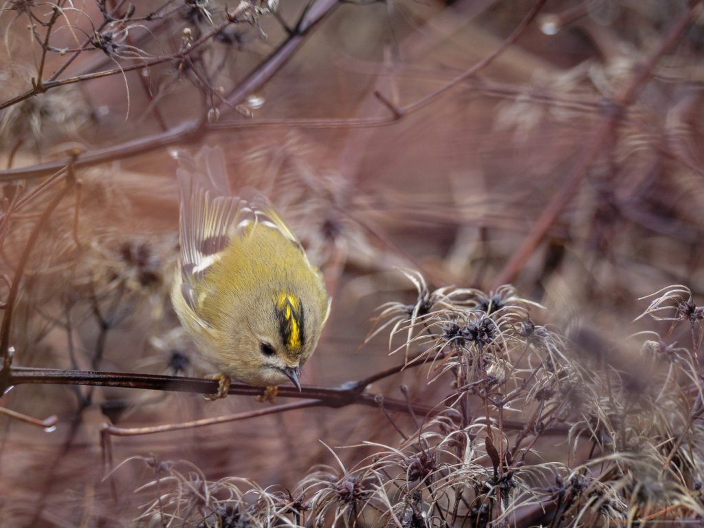 Wintergoldhähnchen