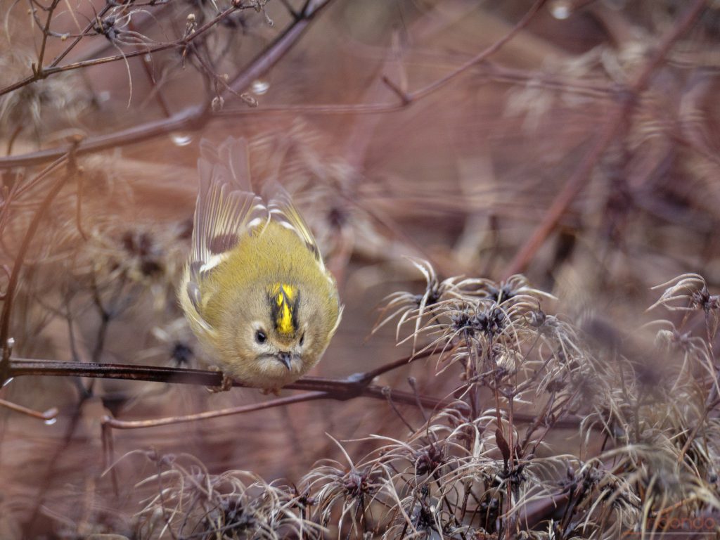 Wintergoldhähnchen