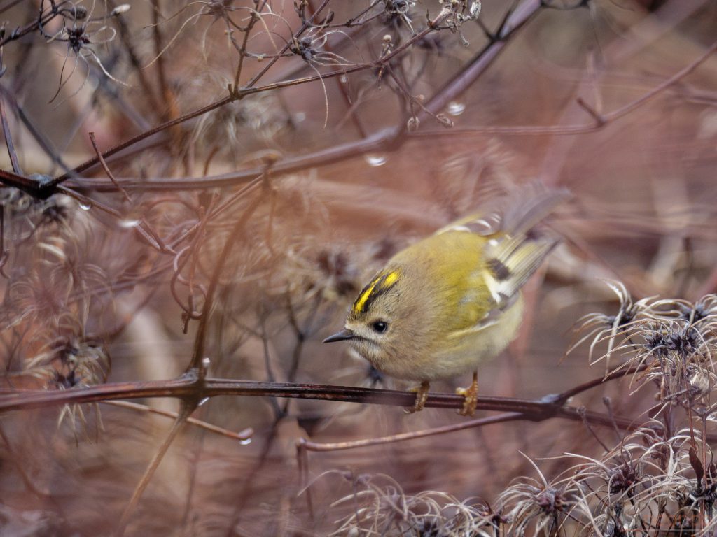 Wintergoldhähnchen