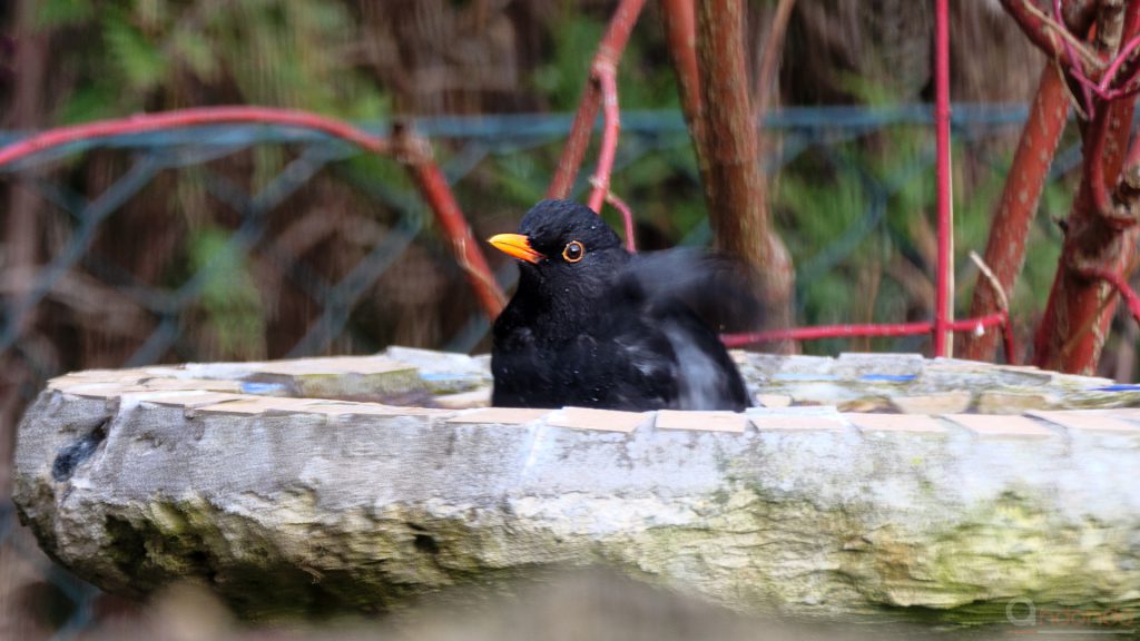 Amsel beim Baden