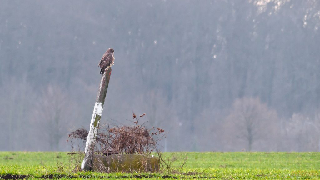 Mäusebussard