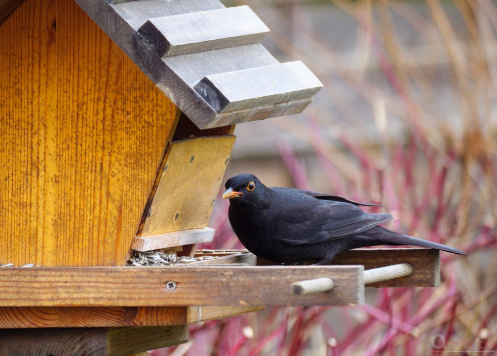 Amsel am Futterhaus