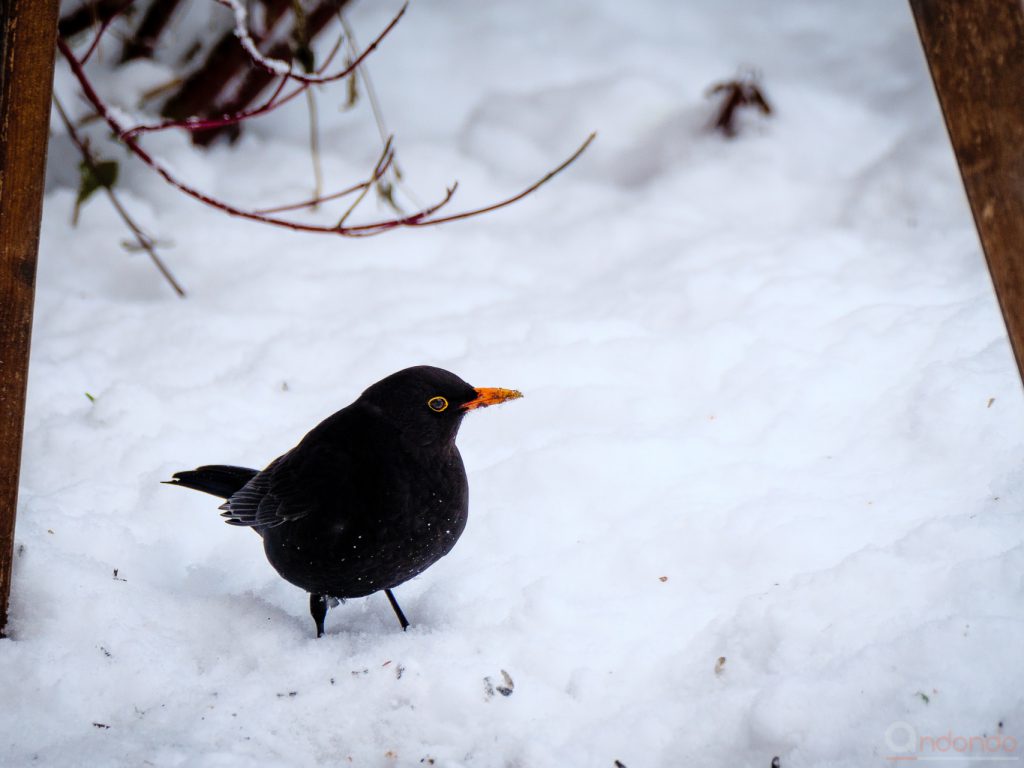 Amsel