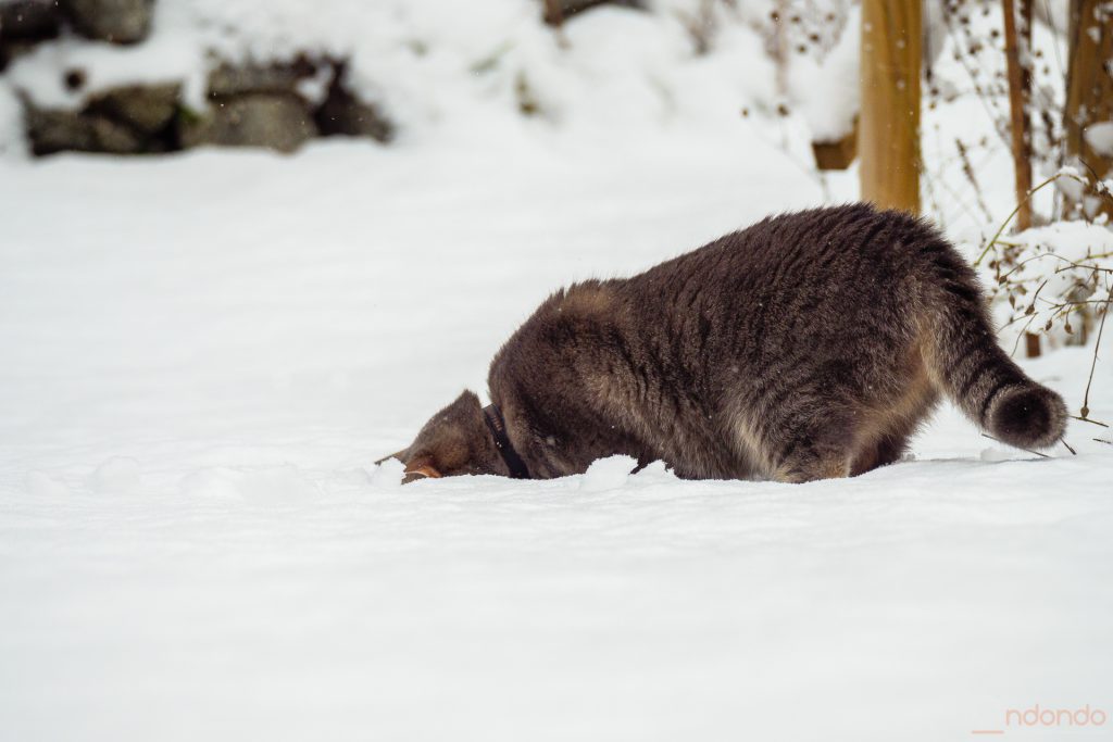 Katze im Schnee