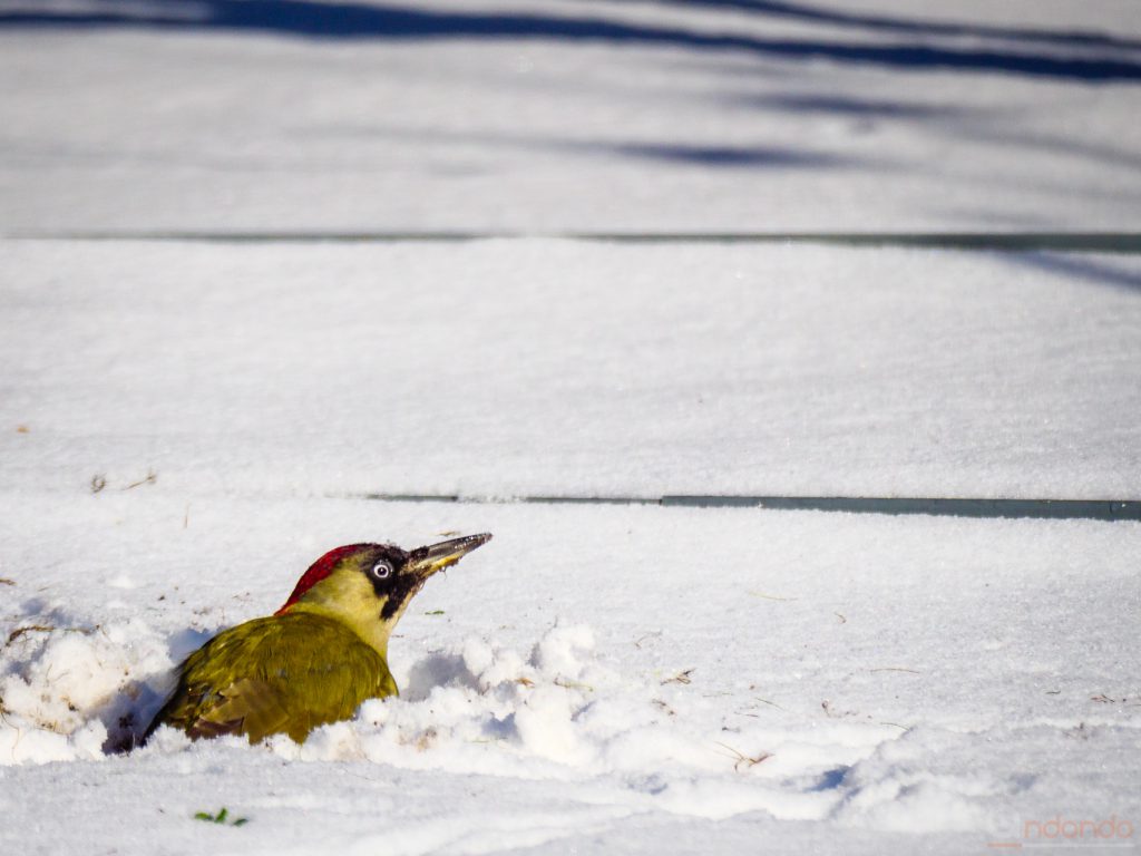 Günspecht im Schnee