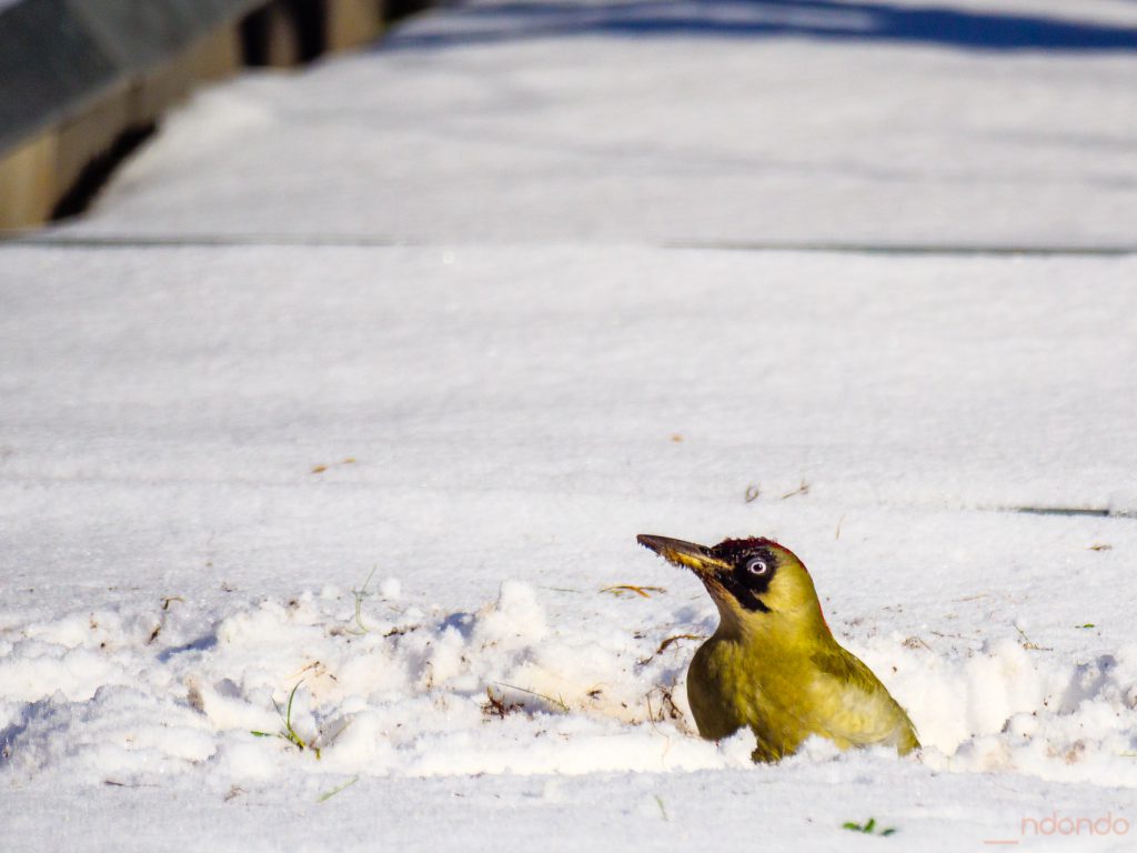 Günspecht im Schnee