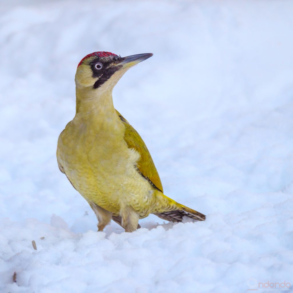 Günspecht im Schnee