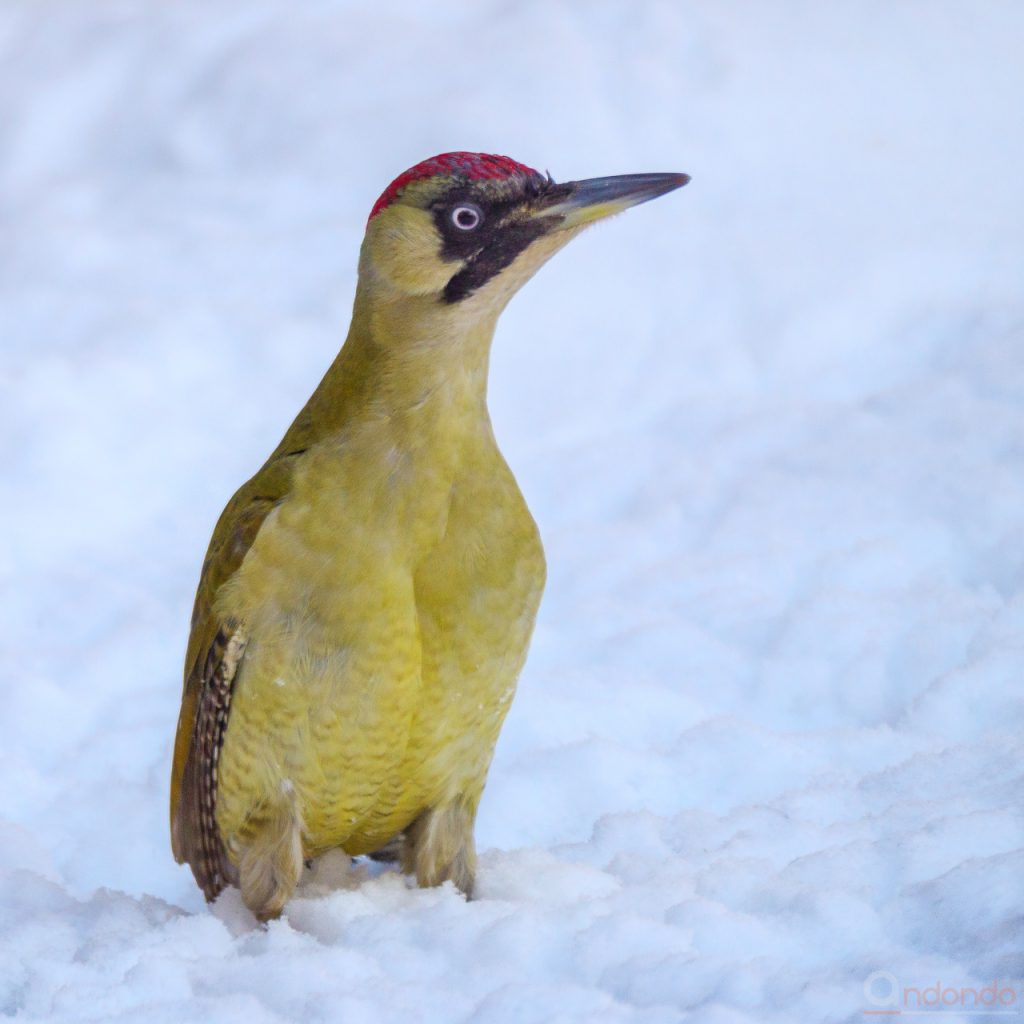 Günspecht im Schnee