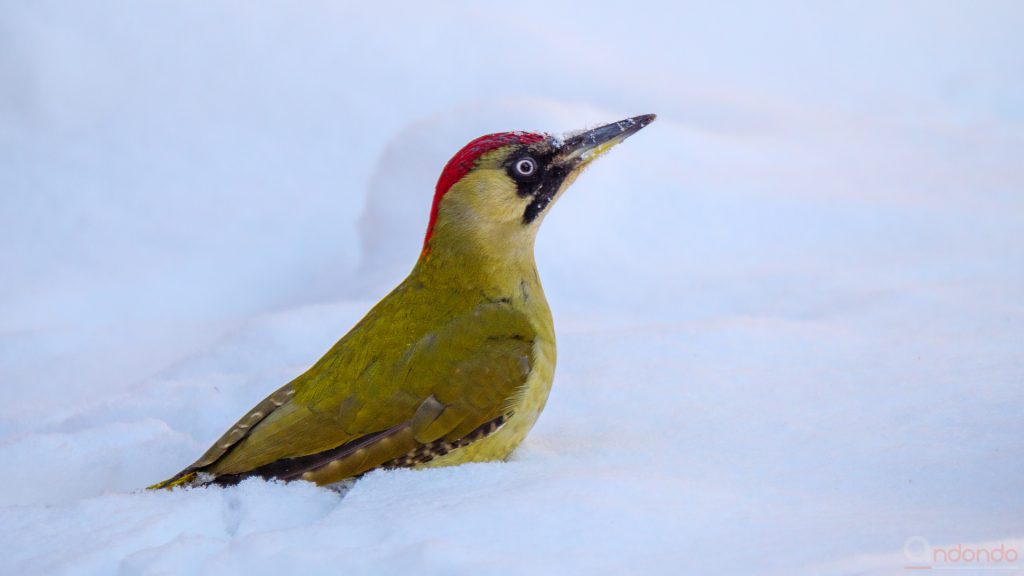 Günspecht im Schnee