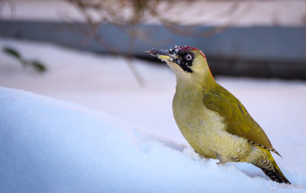 Günspecht im Schnee