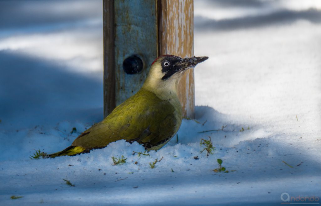 Günspecht im Schnee