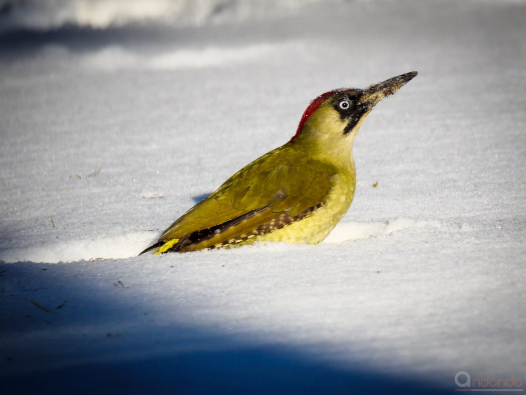 Günspecht im Schnee