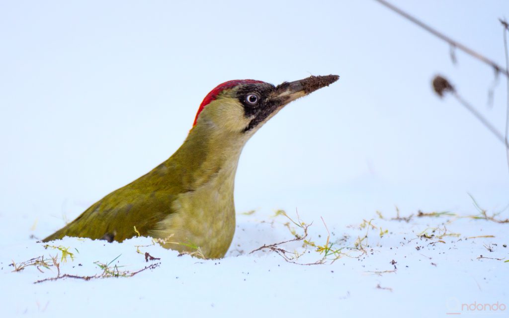 Günspecht im Schnee