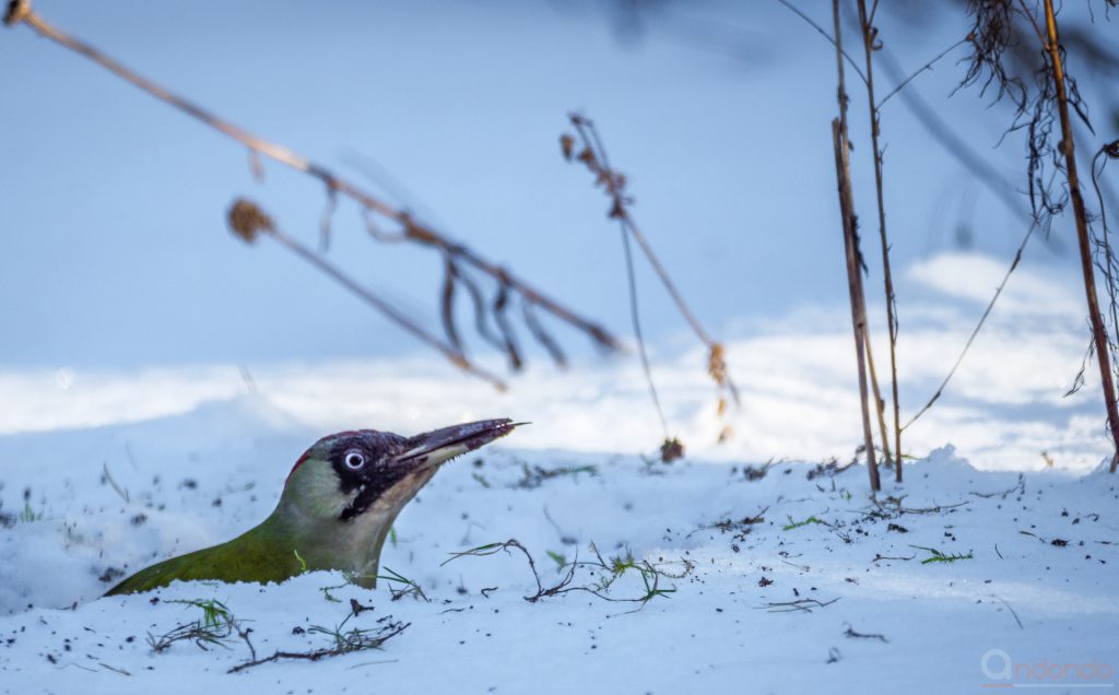 Günspecht im Schnee