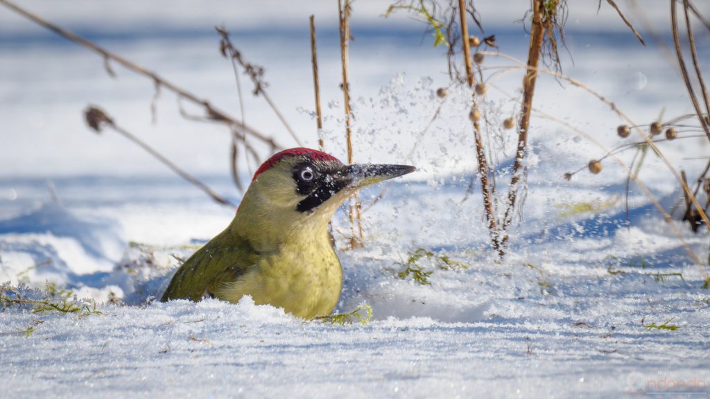 Günspecht im Schnee