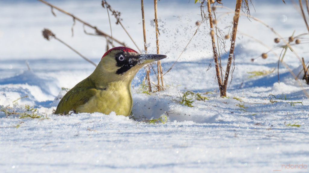 Günspecht im Schnee