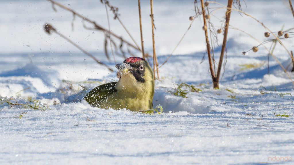 Günspecht im Schnee