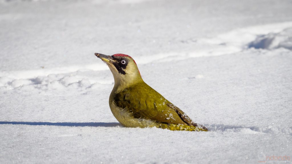 Günspecht im Schnee